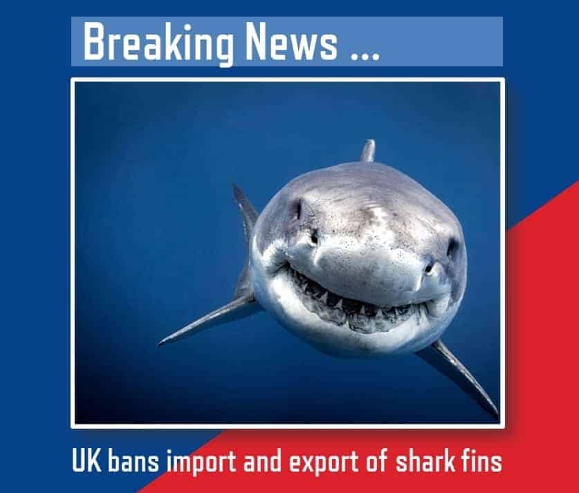 Please say no to shark fin soup campaign news poster Please say no to shark fin soup campaign news poster
